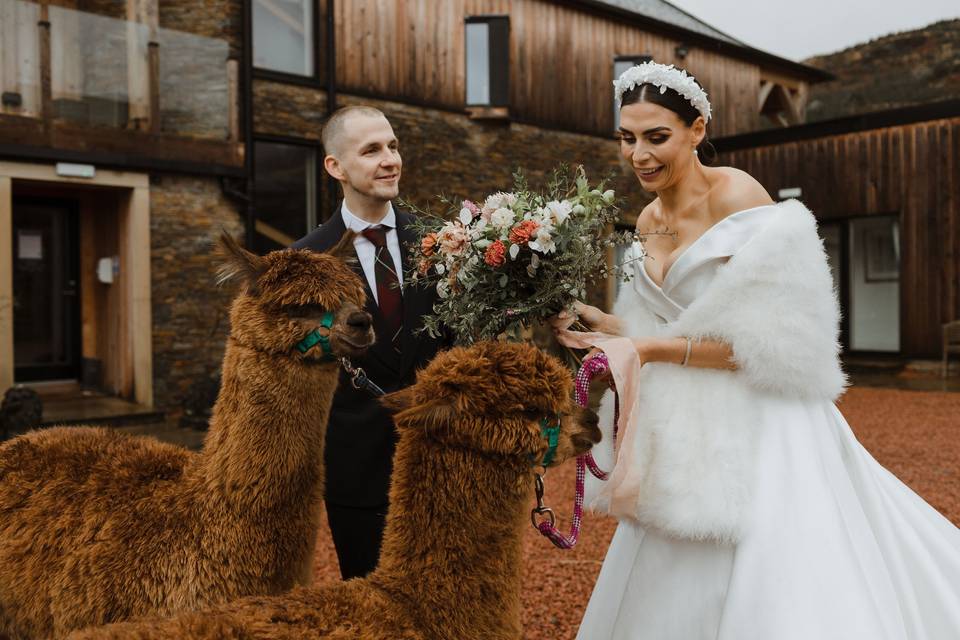 Alpaca Friendly Venue