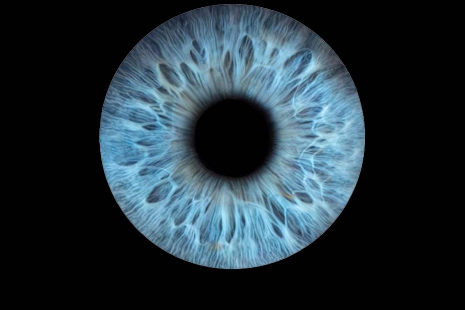 Blue iris