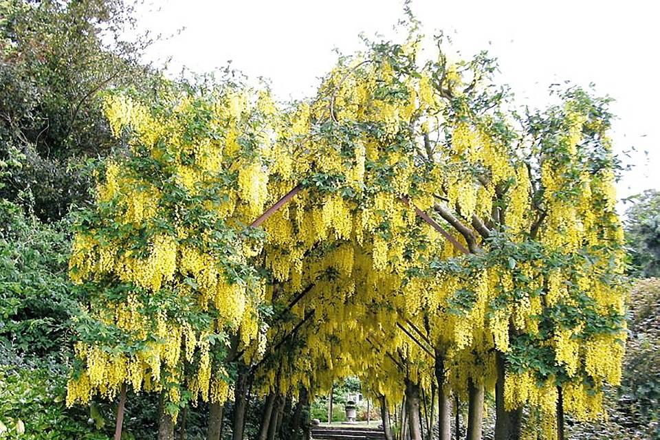 The sublime laburnum walkway