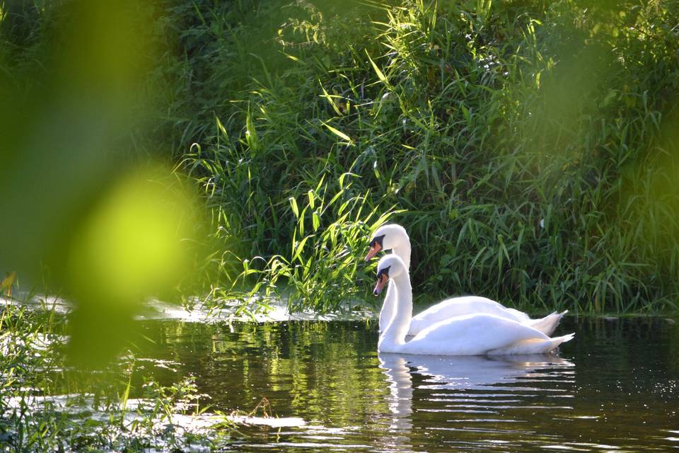 Estate's river