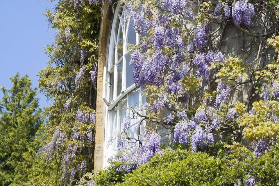 The famous wisteria