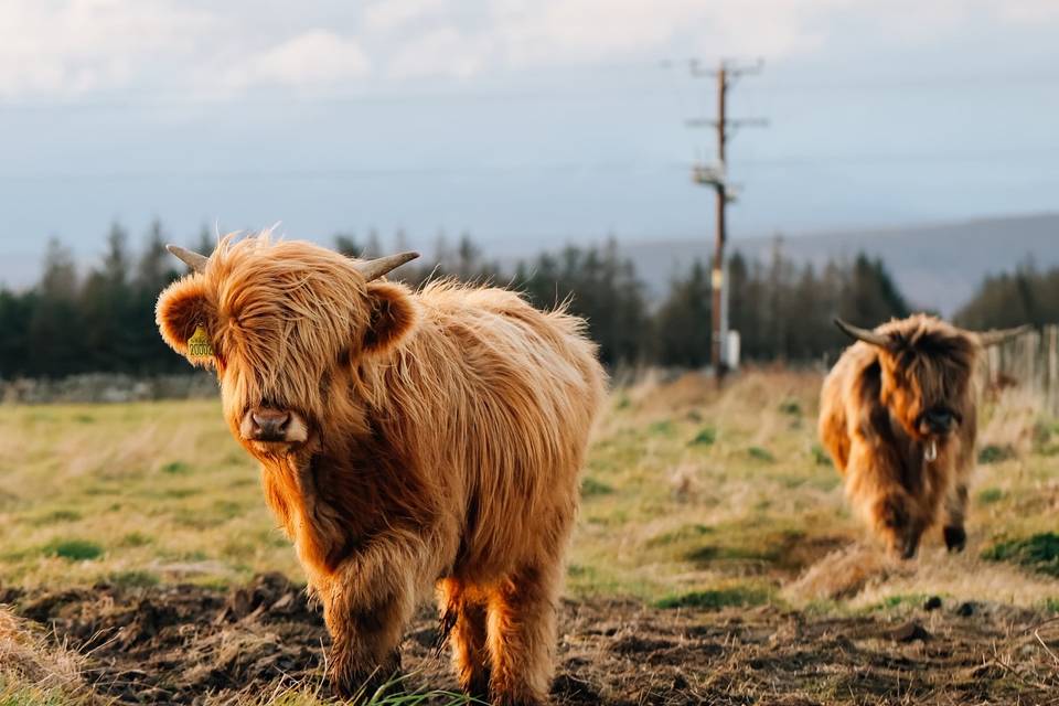 Meet The Locals!