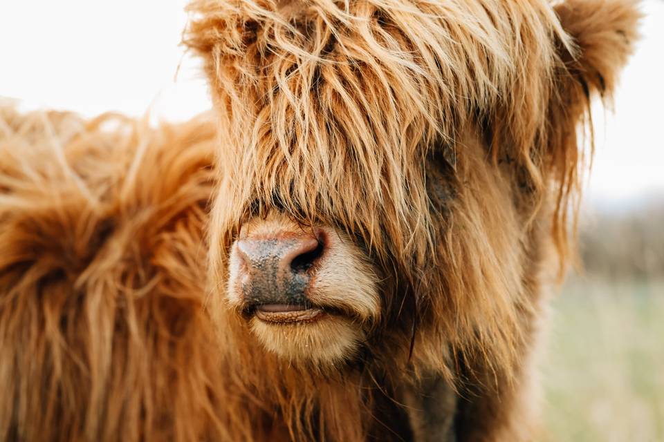 Meet The Locals!