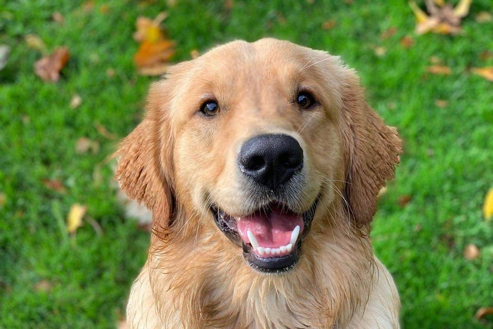 Bailey