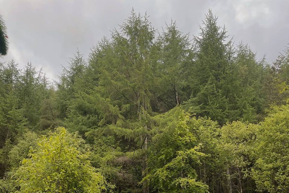 Hamsterley Forrest