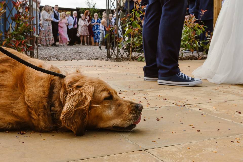 Dog at wedding