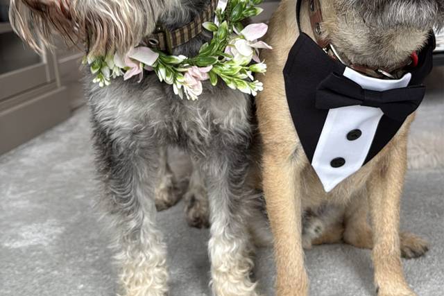 Dressing up the pups