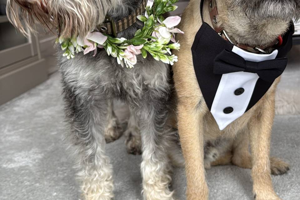 Dressing up the pups