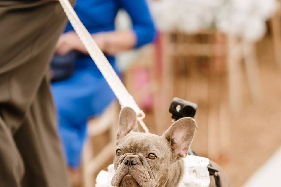 Rolo as ring bearer at pawrent