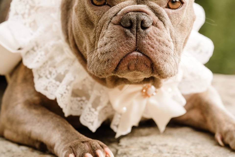 Rolo the French Bulldog in wed