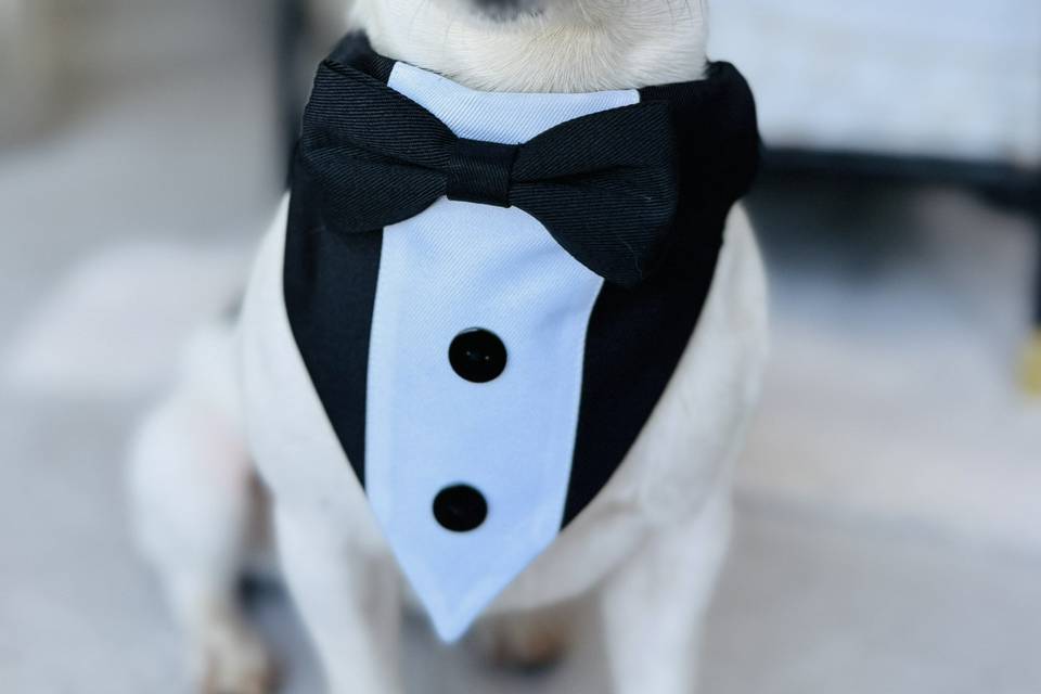 Wedding dog tuxedo