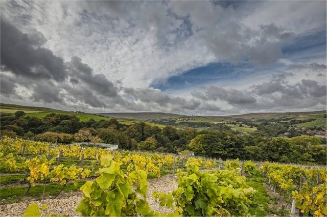 Holmfirth Vineyard 33