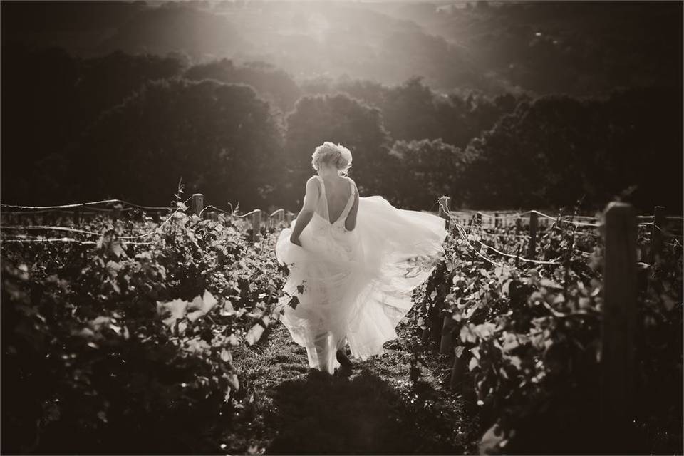 Twilight Wedding amongst the Vines