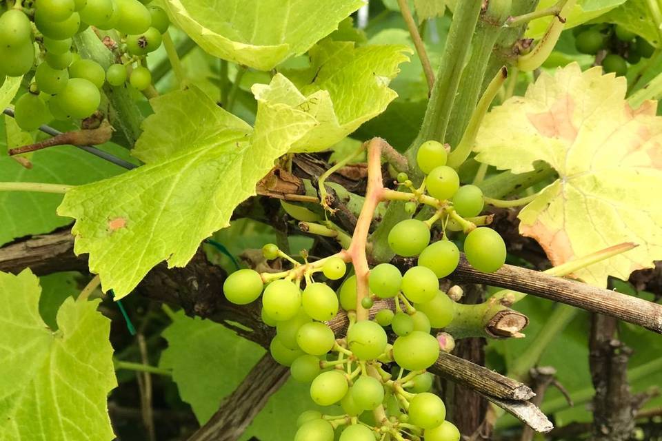 Solaris Grapes to make the sparkling wine