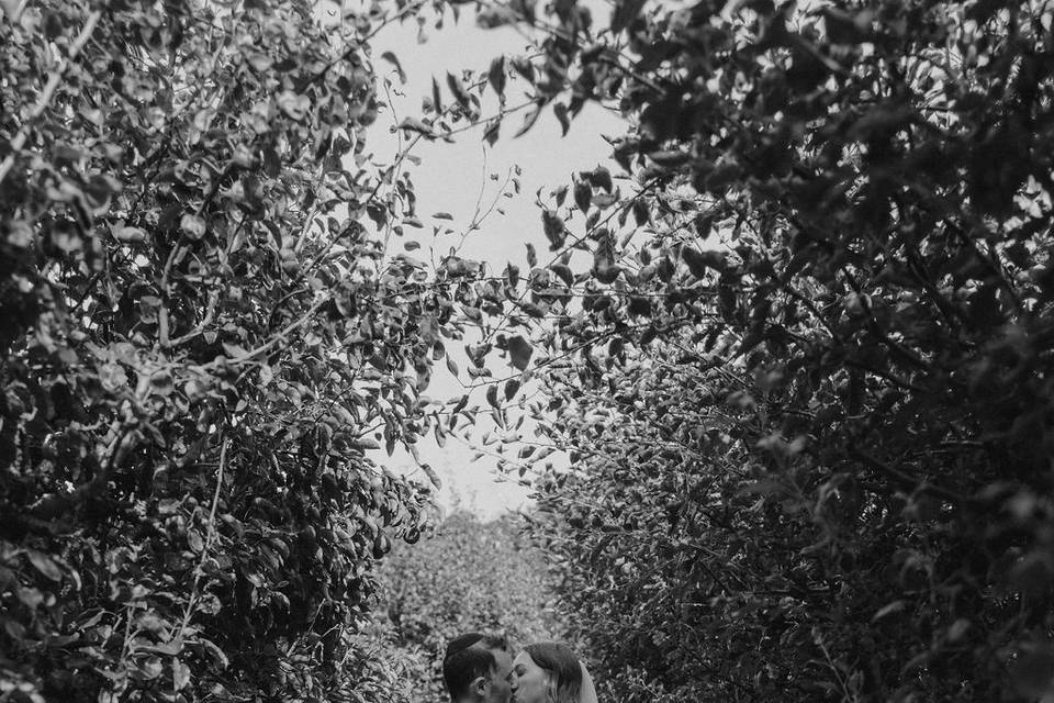 Apple Tree Avenue