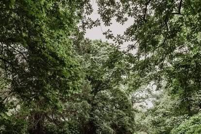 Woodland escape