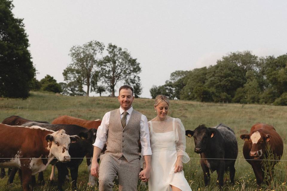Cows on the hill