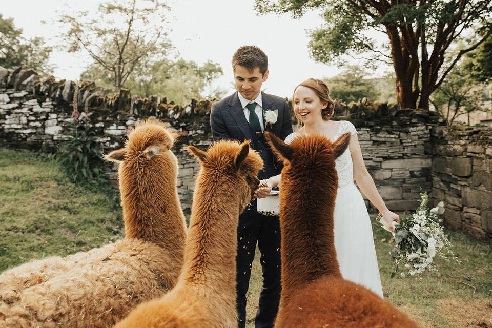 Alpacas at your wedding