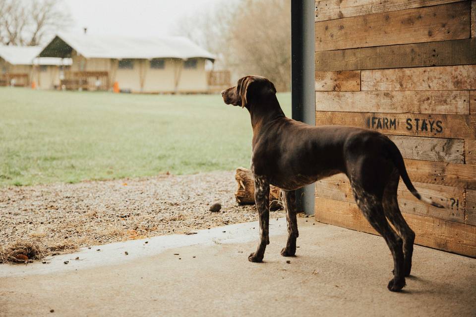 Rustic Barn & Glamping