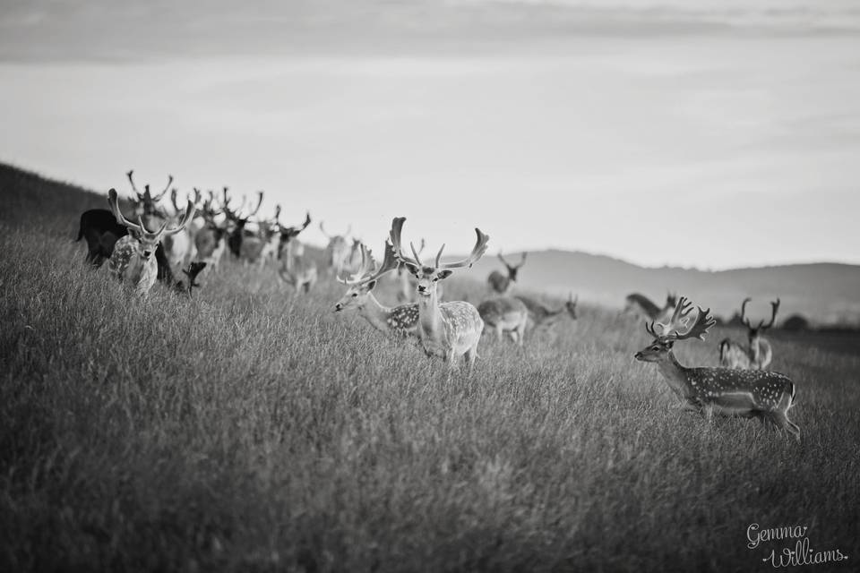 Roaming deer on our grounds