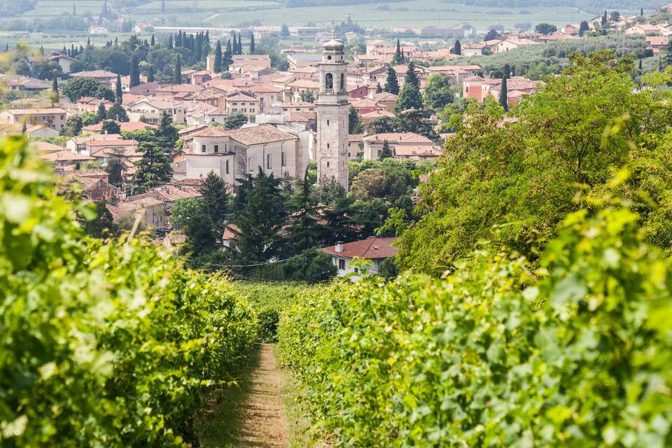 Valpolicella Vineyards