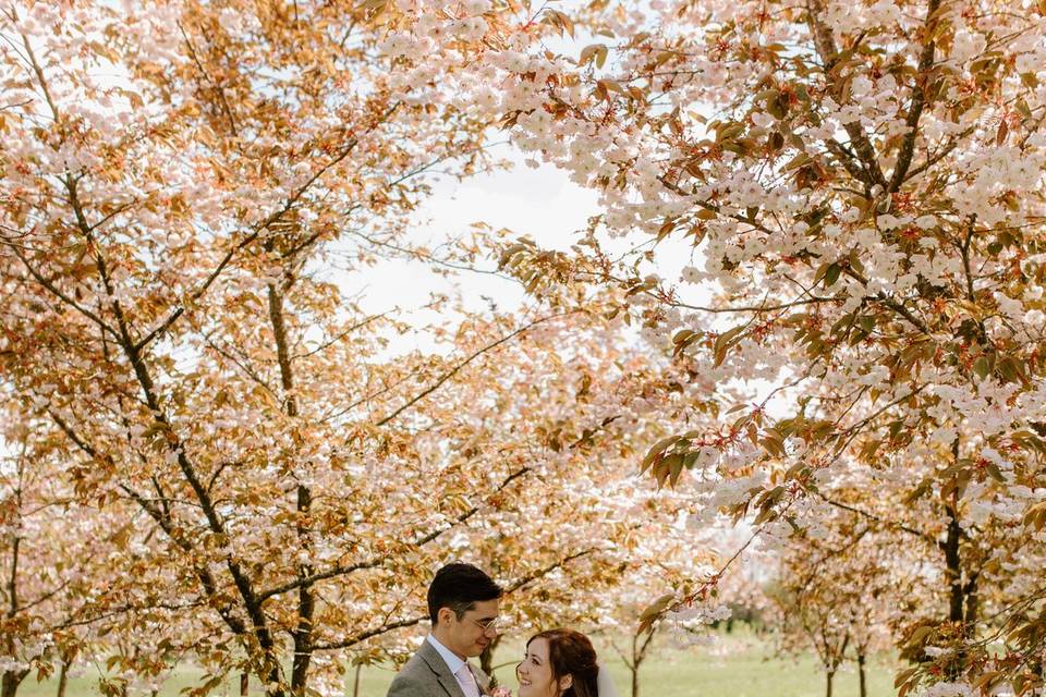 Cherry Blossom