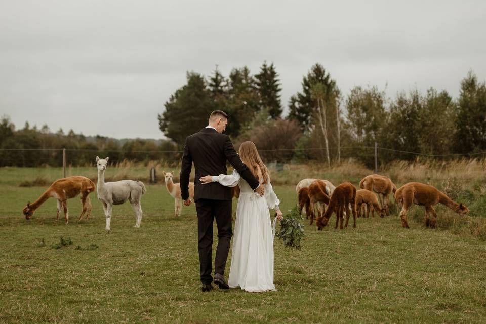 P&K and alpacas