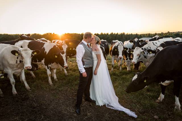 Farm Wedding with cows!