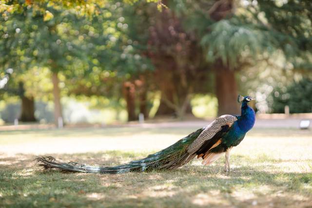 Peacock