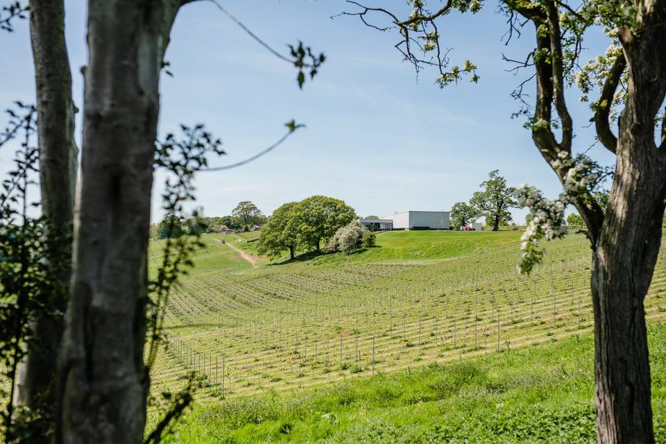 Hencote Vineyard