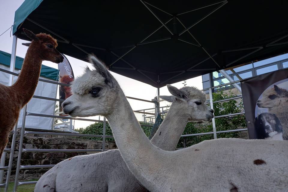 Oriontree Alpacas & Poultry