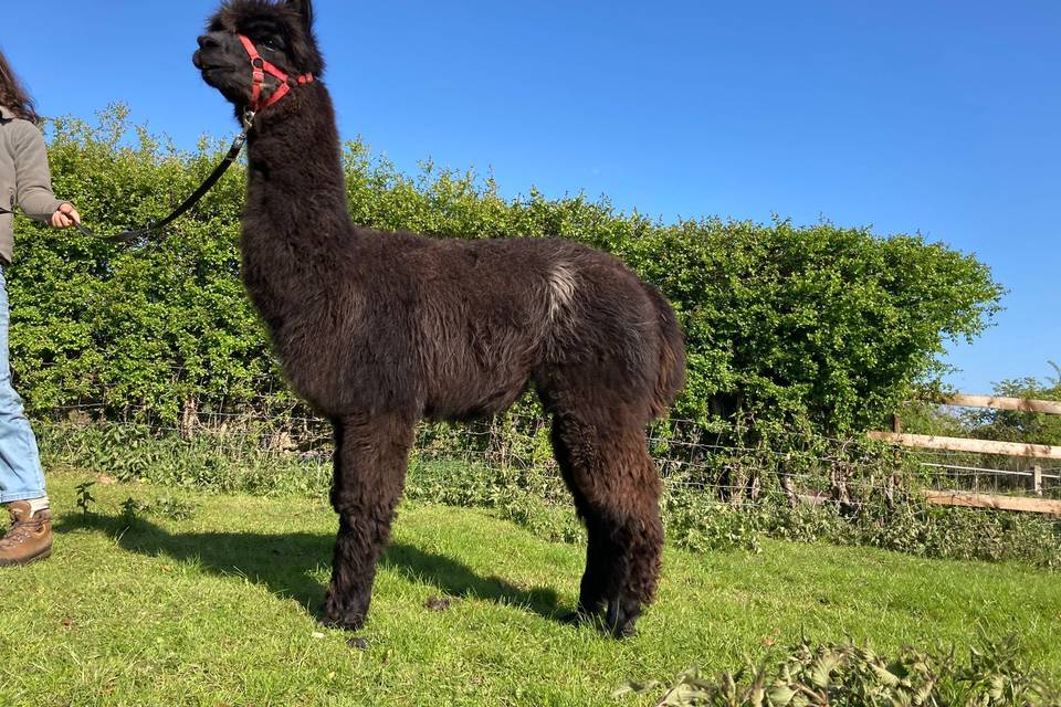 Oriontree Alpacas & Poultry