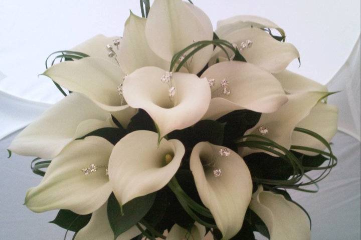 Elegant White Calla lilies