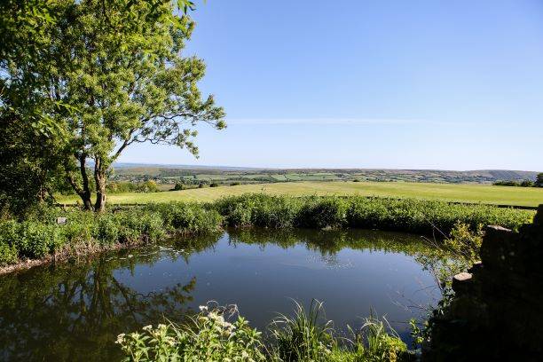 The pond