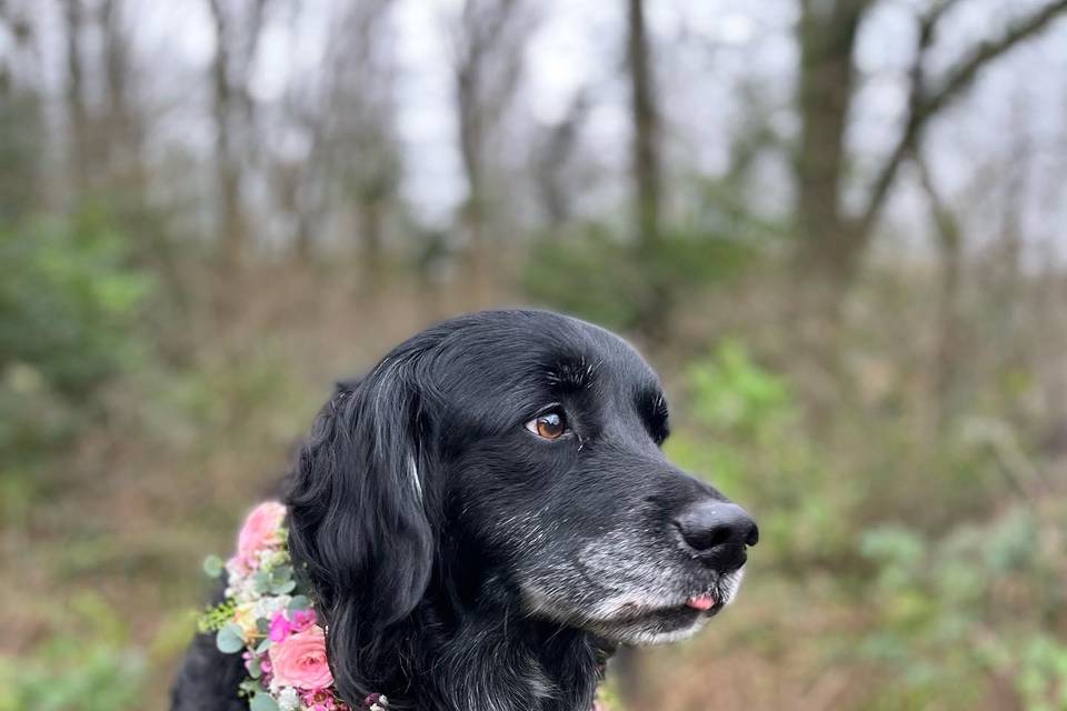 Floral dog collar