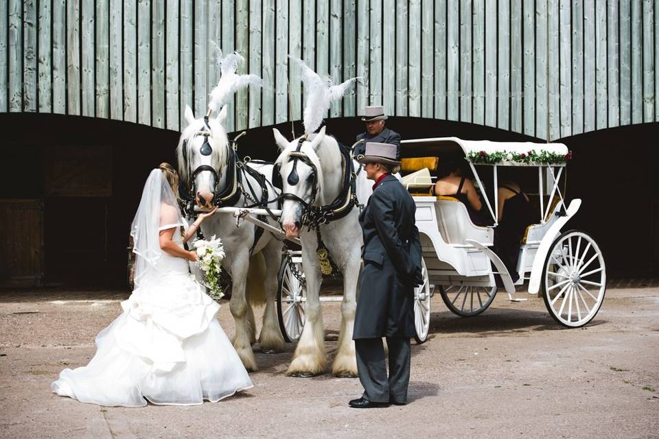 Bride and shirehorses