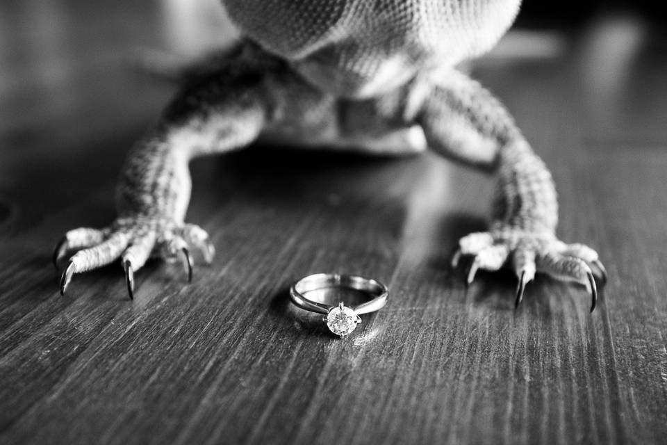 Ring with bearded dragon