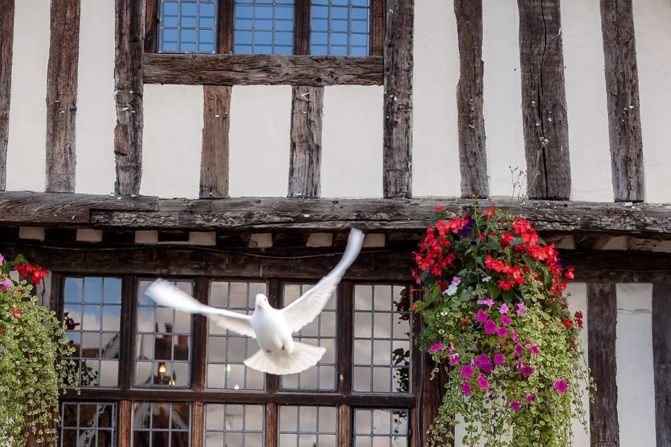 Beautiful Homing White Doves Release