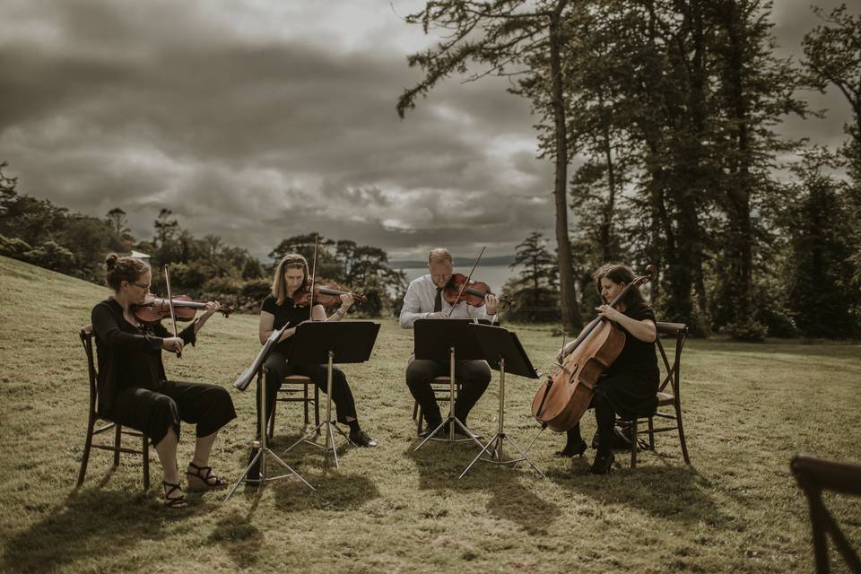 The string quartet