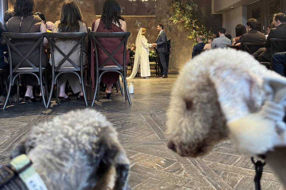 Two dogs at ceremony
