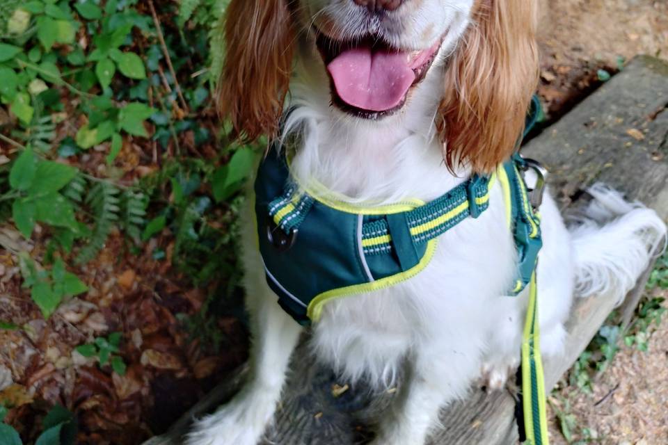 Pre-Wedding Walkies With Daisy