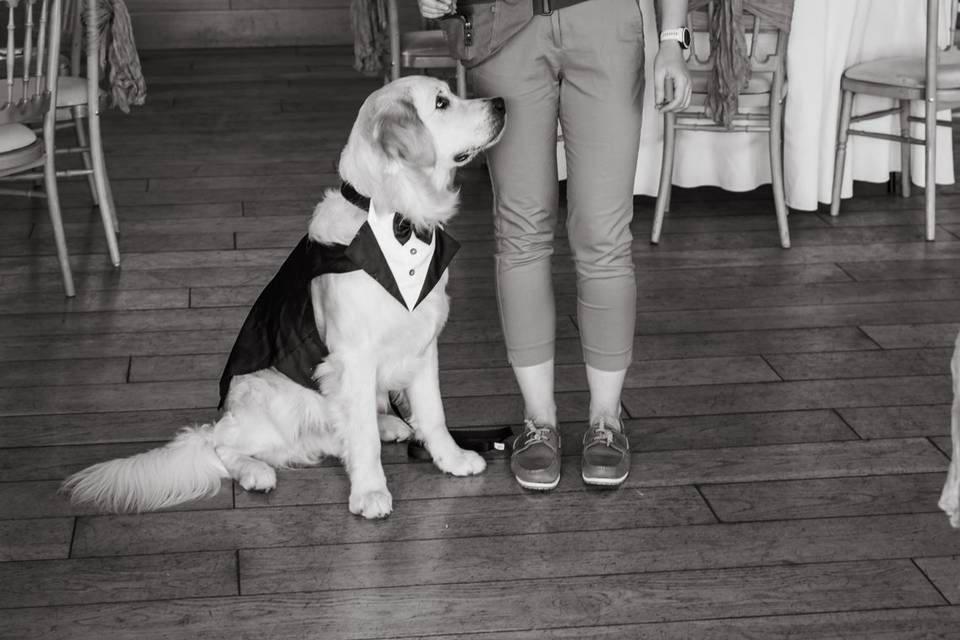 Good Boy