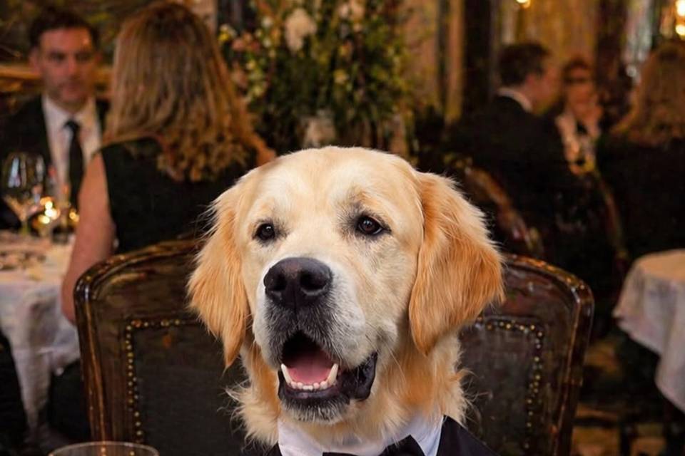 Dapper Obi