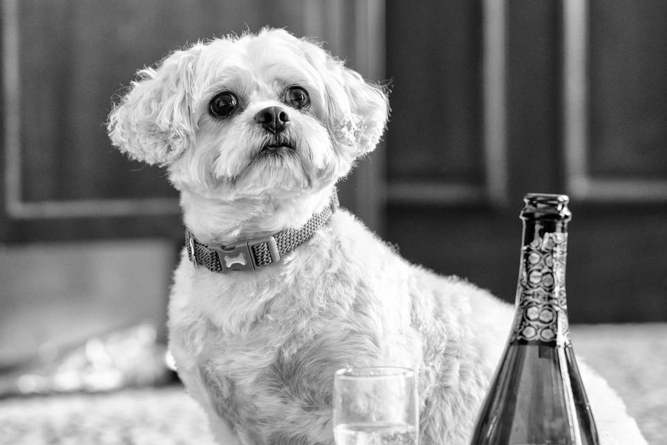 Doggy Boozing