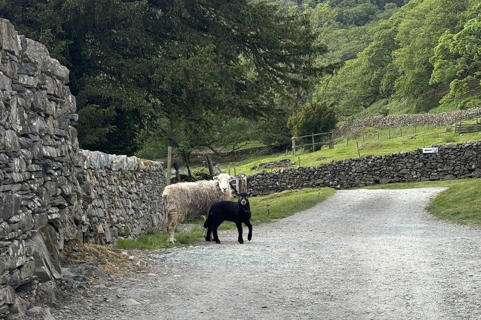 Yew Tree Farm 16